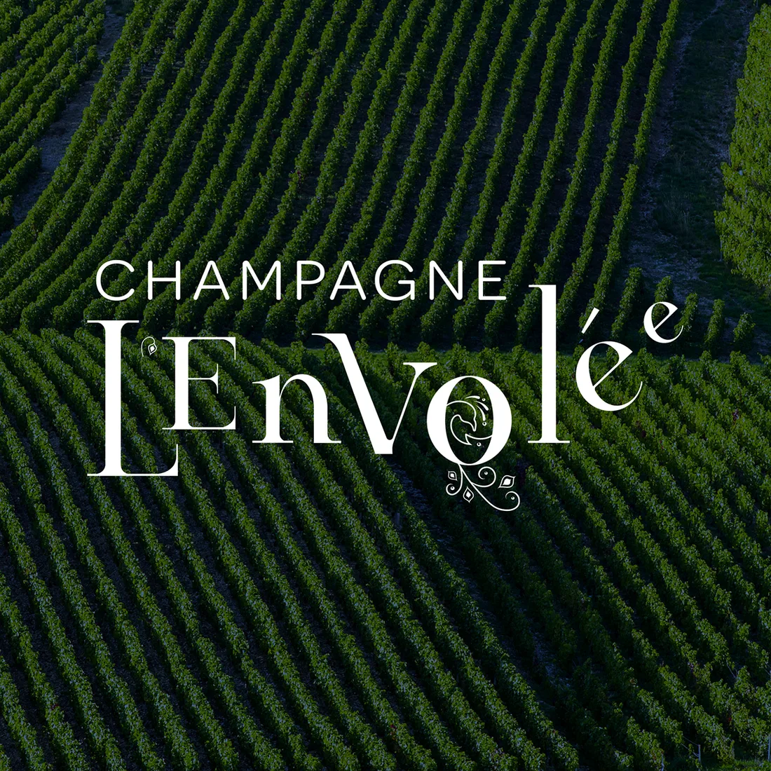 Le logo Champagne L’Envolée en blanc, sur une vue aérienne de vignes.