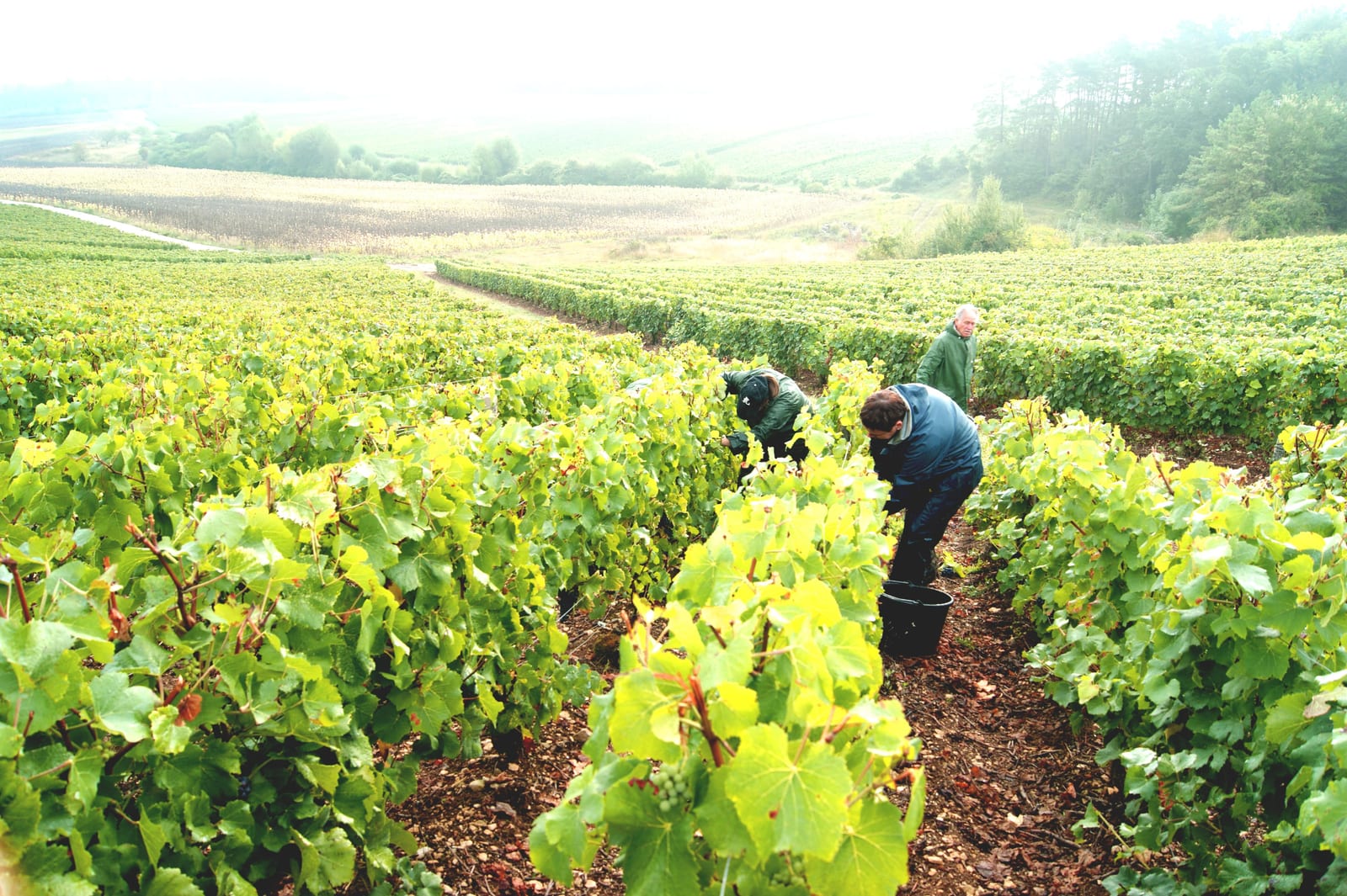 Champagne Clérambault